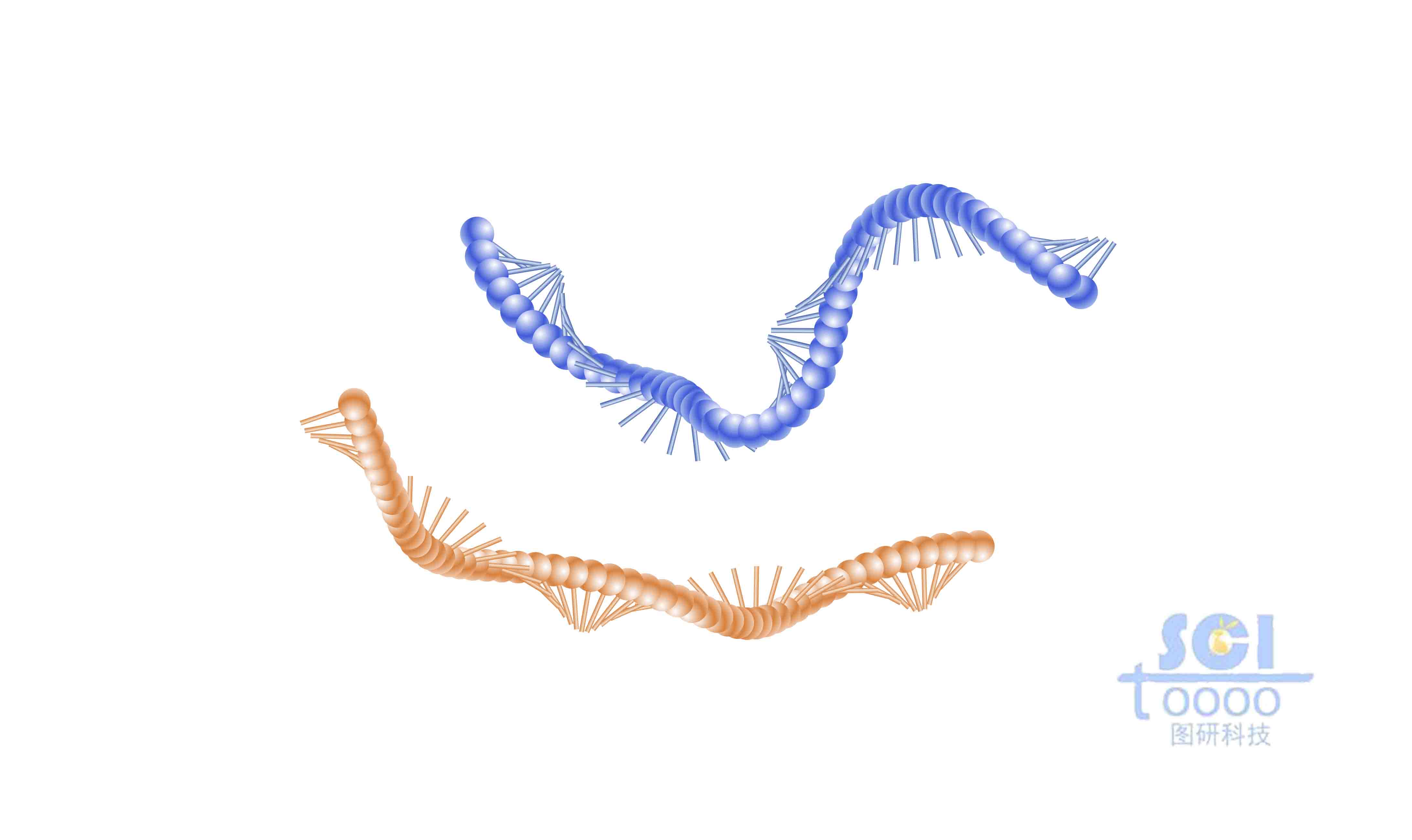 RNA单链