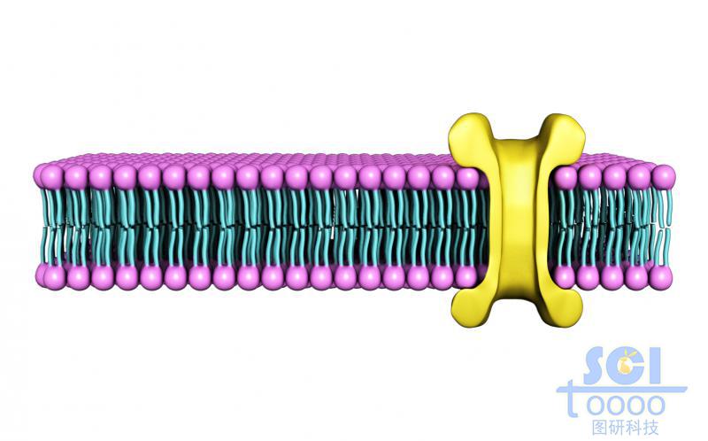 带离子通道的磷脂双分子层