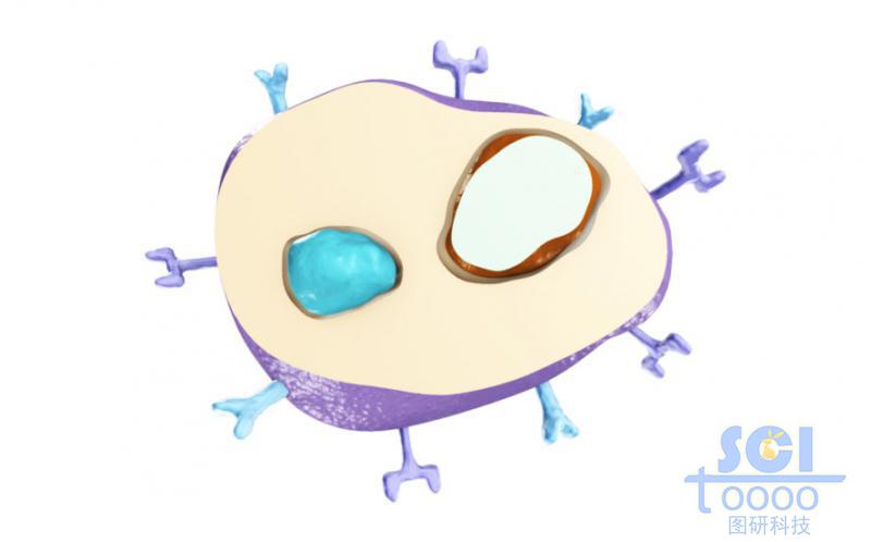 带受体的半切面的细胞