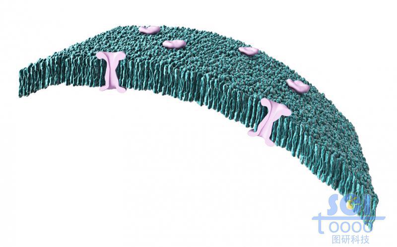 带通道蛋白的细胞膜