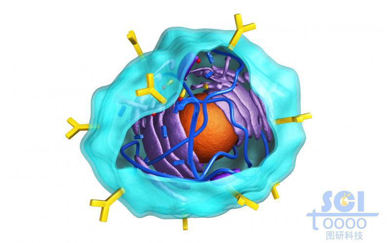 带切口的表面带抗体的细胞膜内有细胞壳与内质网