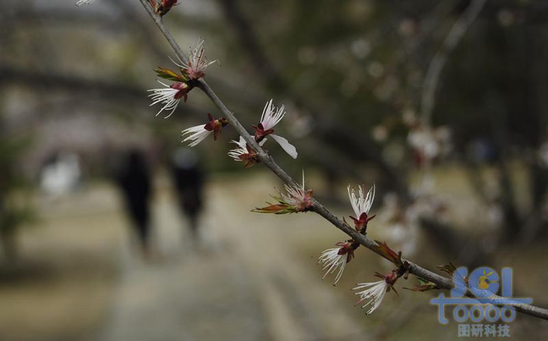 花朵素材