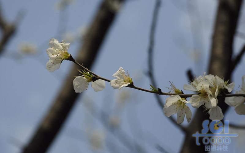 花朵素材