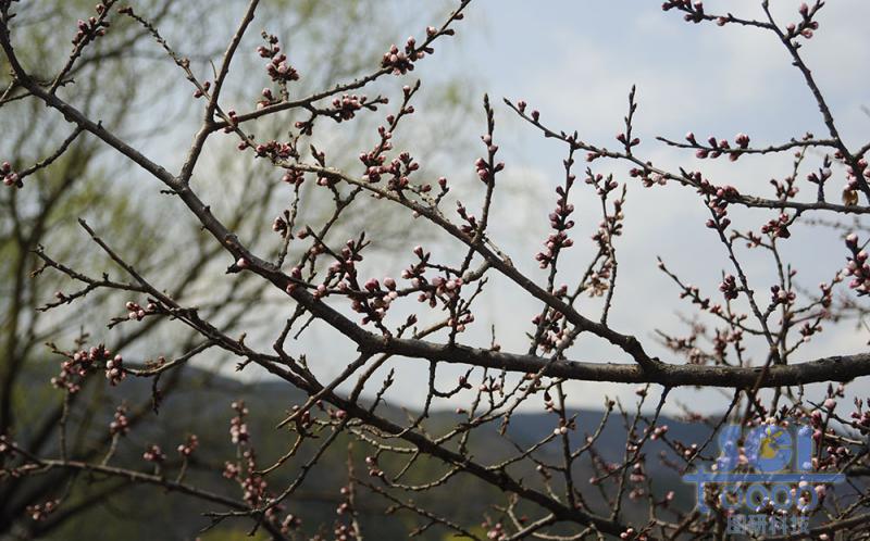 花朵素材