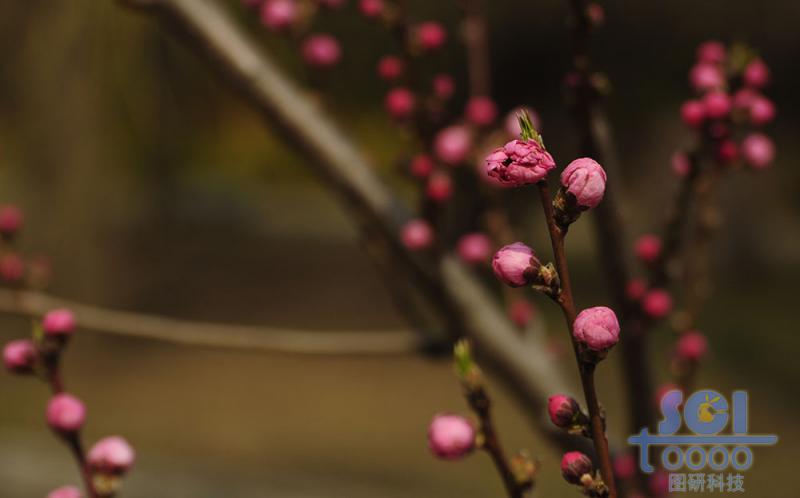 花朵素材