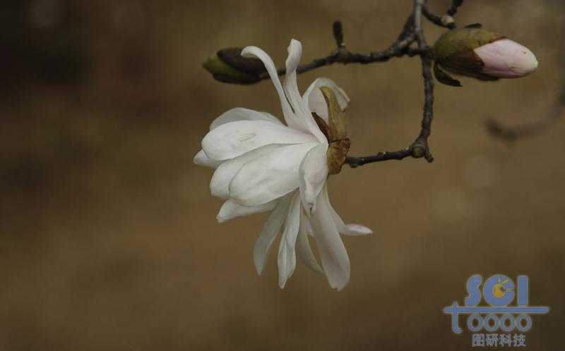 花朵素材