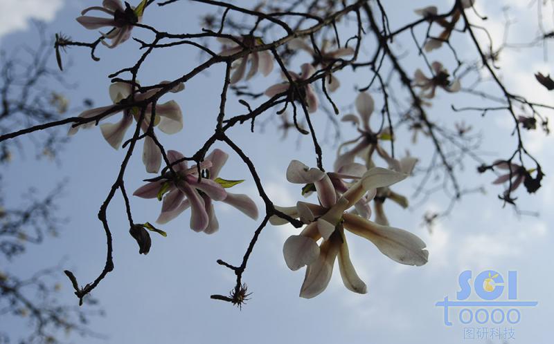 花朵素材