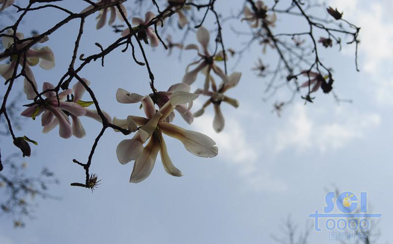 花朵素材