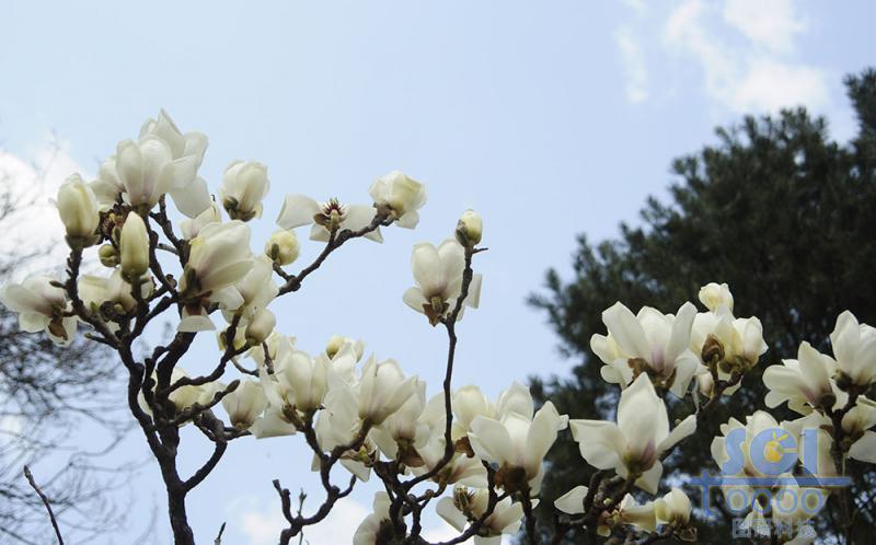 花朵素材