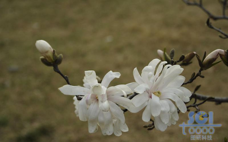 花朵素材