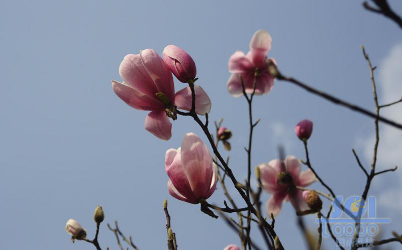 花朵素材