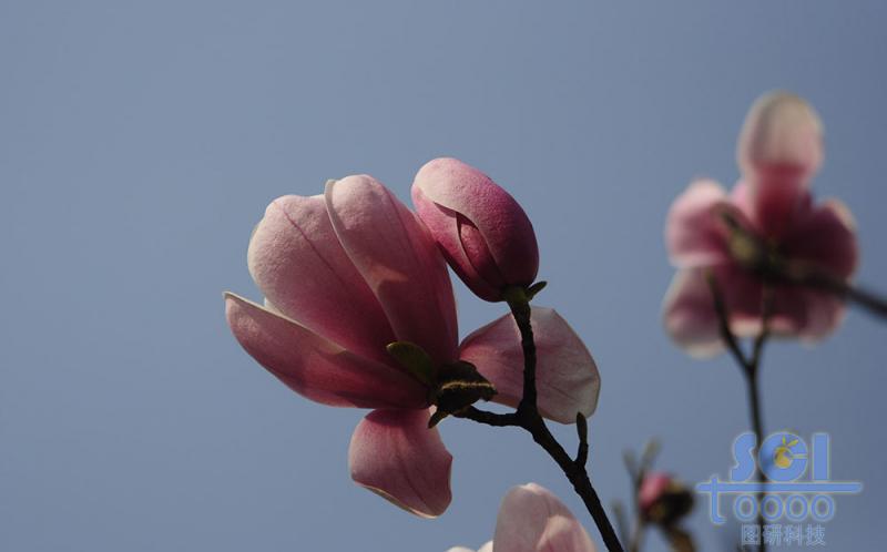 花朵素材