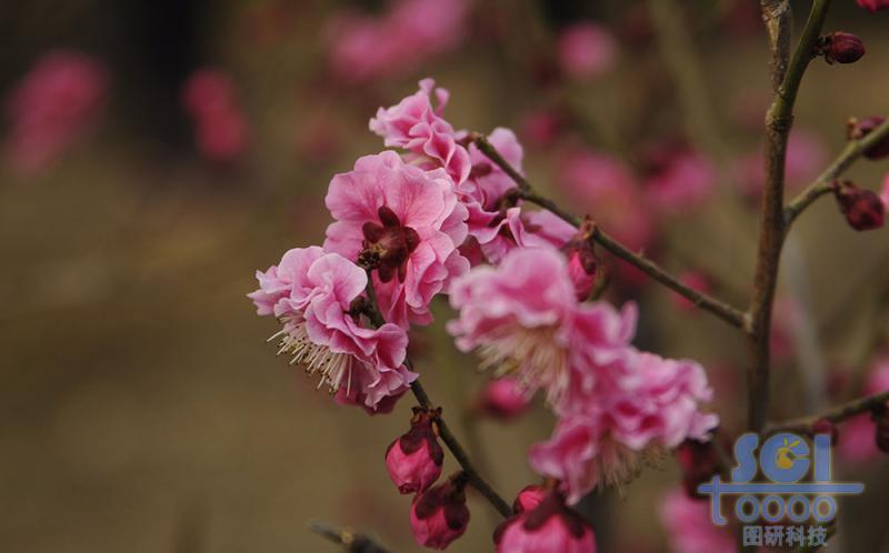 花朵素材