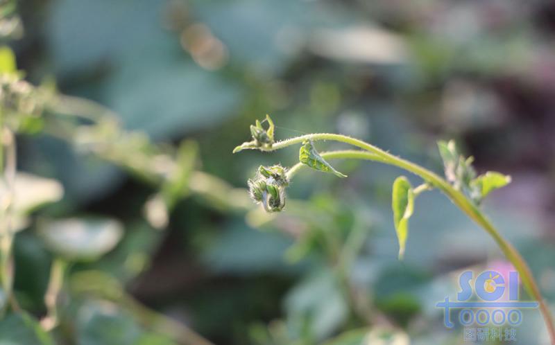 花朵素材