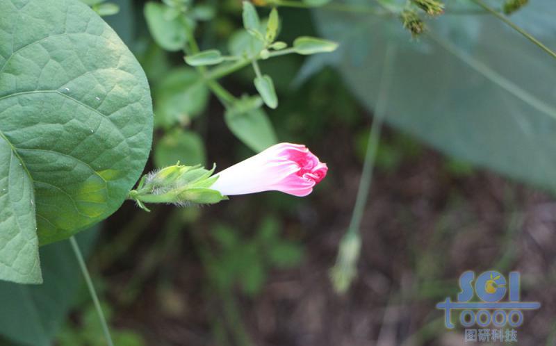 花朵素材