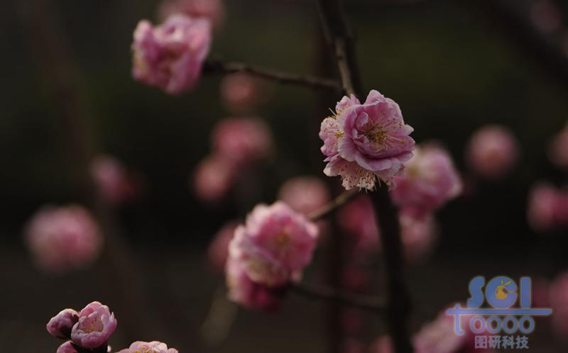 花朵素材