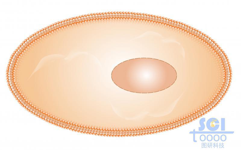 带磷脂双分子层的细胞膜