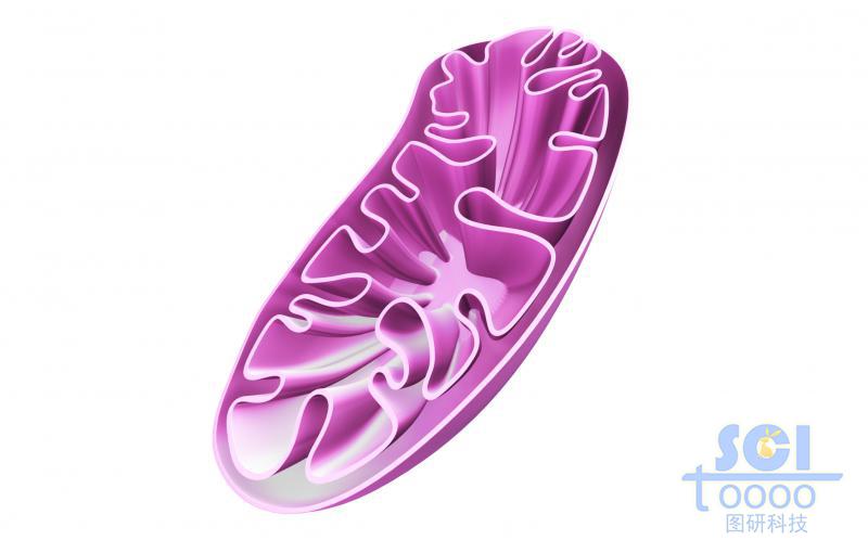 半切面的线粒体结构