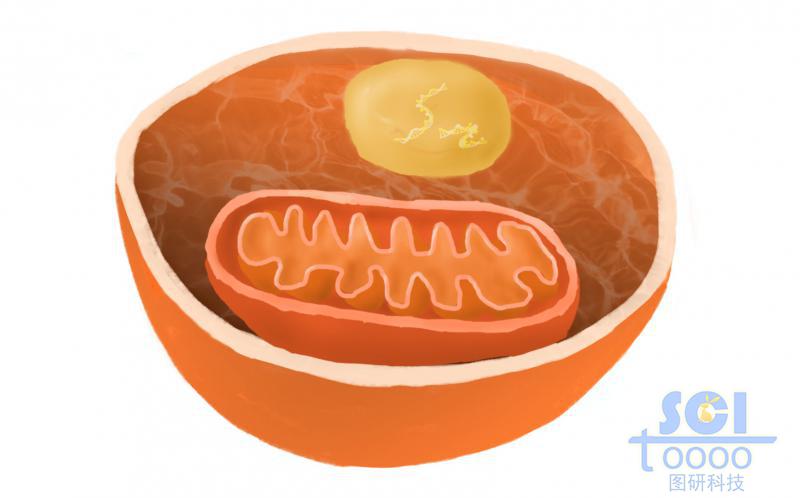 细胞与线粒体结构