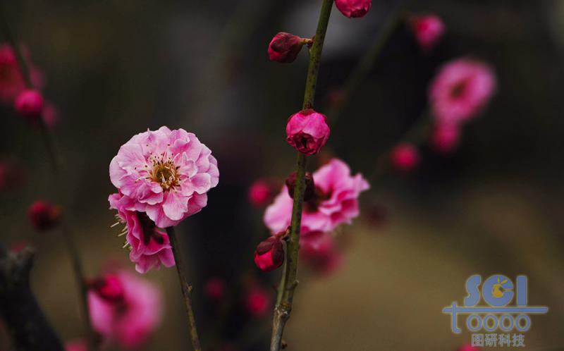 花朵素材