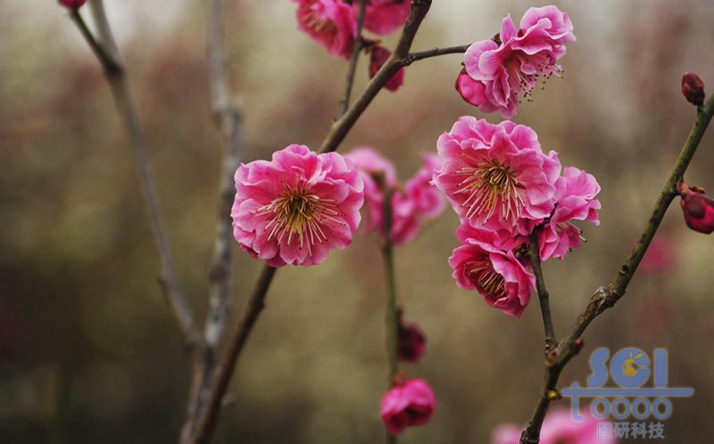 花朵素材